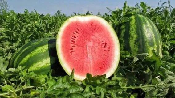 Meta готує нову ШІ-модель Watermelon, яка начебто наздогнала GPT-5.5
